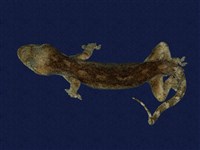 藏品(鉛山壁虎)的圖片